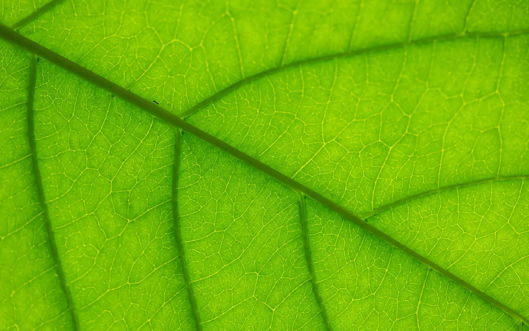 Forstå djupere: Hva er fotosyntesen?