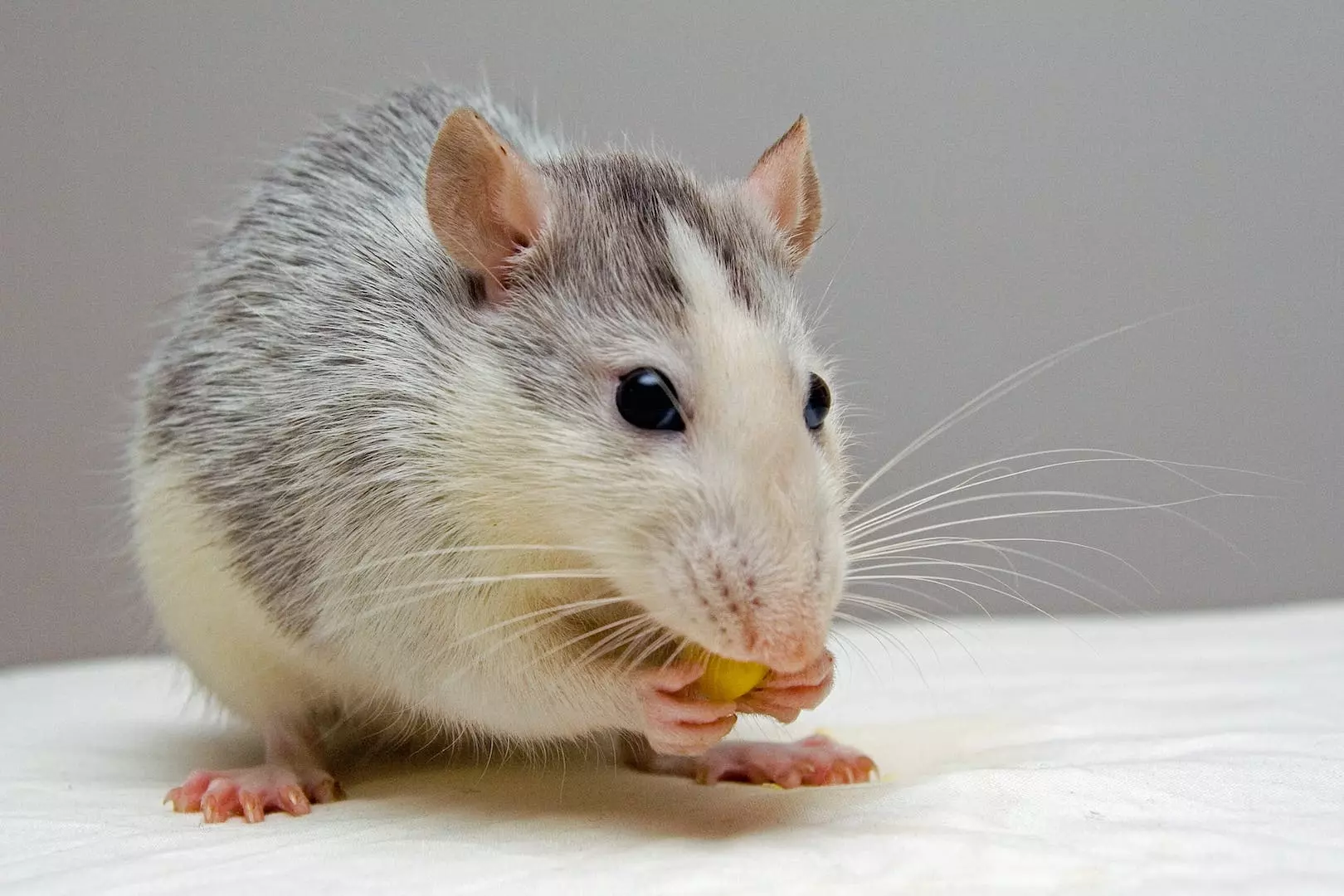Ting å vite om 'Hva spiser mus?'